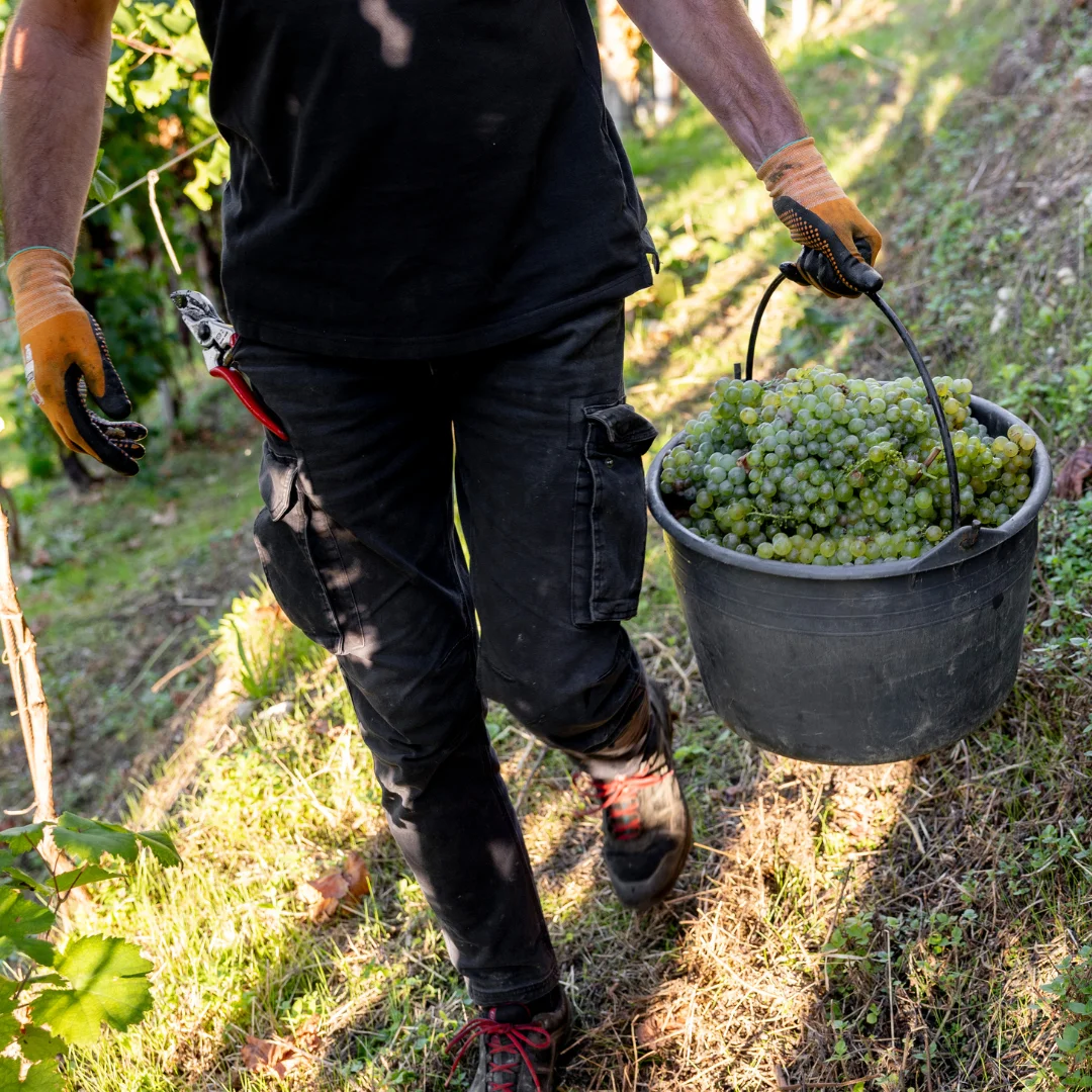 Yılbaşı Sofrası İçin Şarap Seçimi