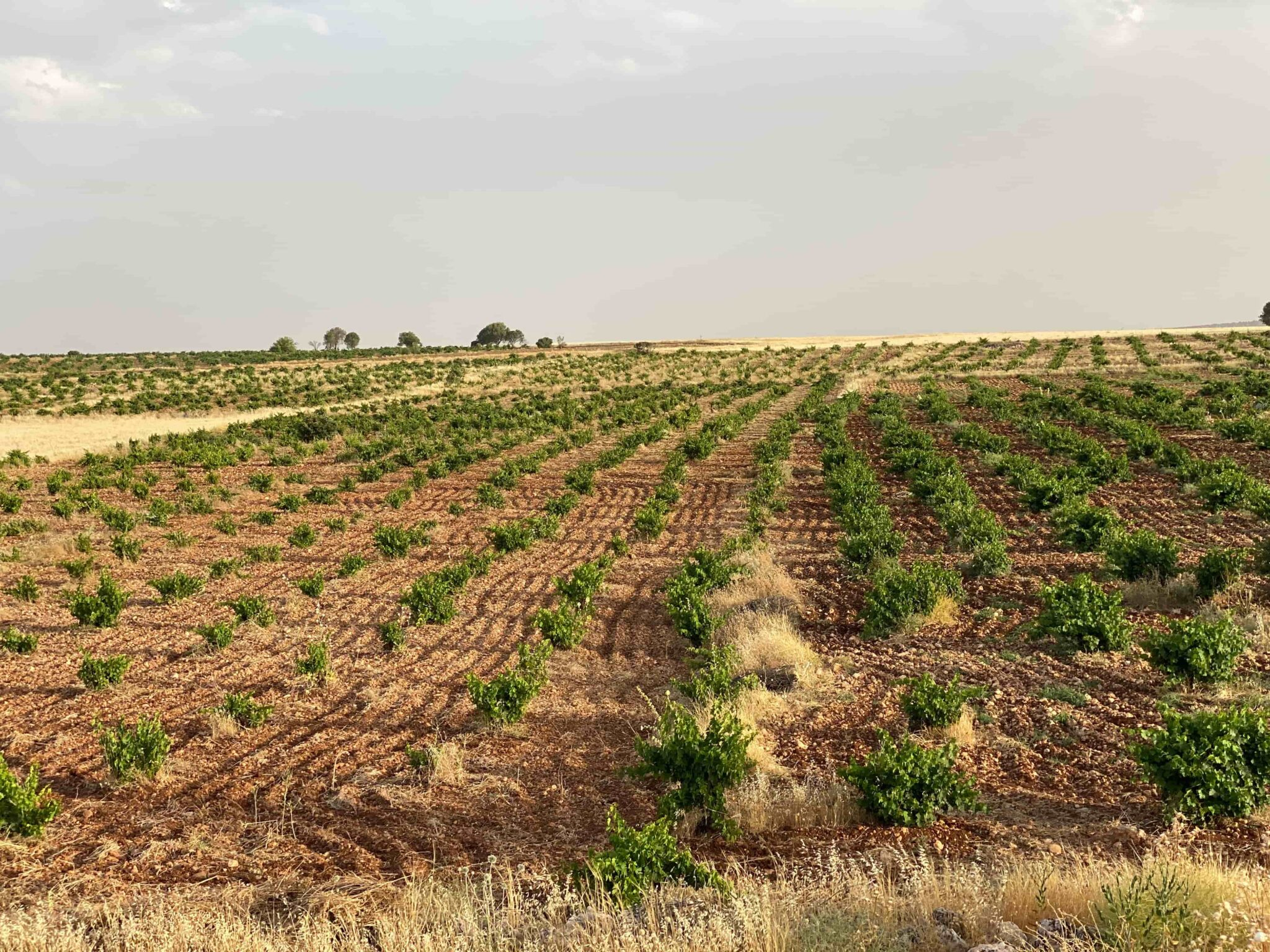 A 5,000-Year-Old Trace in Midin A 5,000-Year-Old Trace In Midin