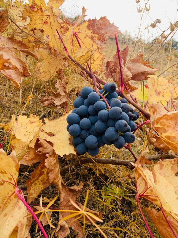 A 5,000-Year-Old Trace in Midin A 5,000-Year-Old Trace In Midin