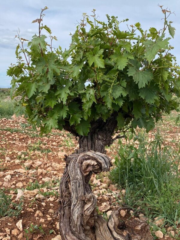 A 5,000-Year-Old Trace in Midin A 5,000-Year-Old Trace In Midin