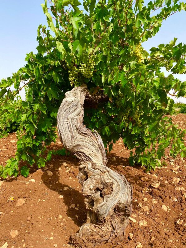 A 5,000-Year-Old Trace in Midin A 5,000-Year-Old Trace In Midin