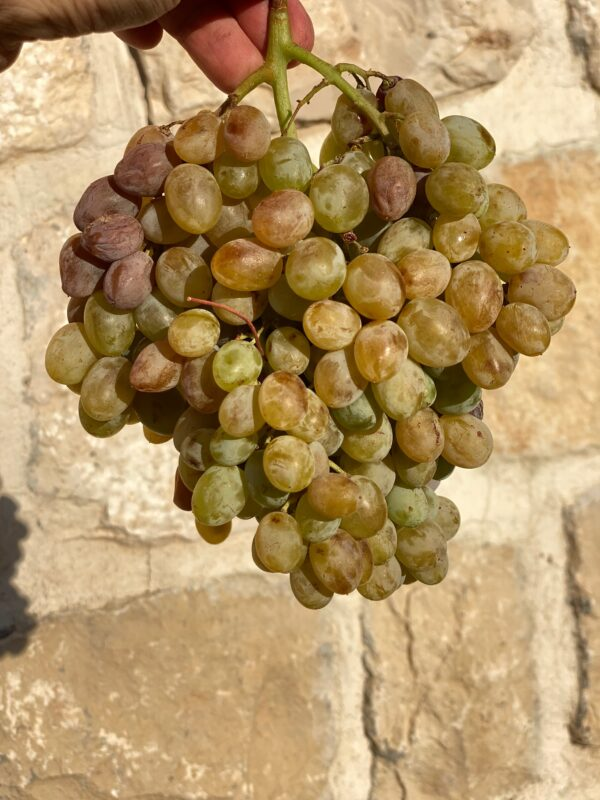 A 5,000-Year-Old Trace in Midin A 5,000-Year-Old Trace In Midin