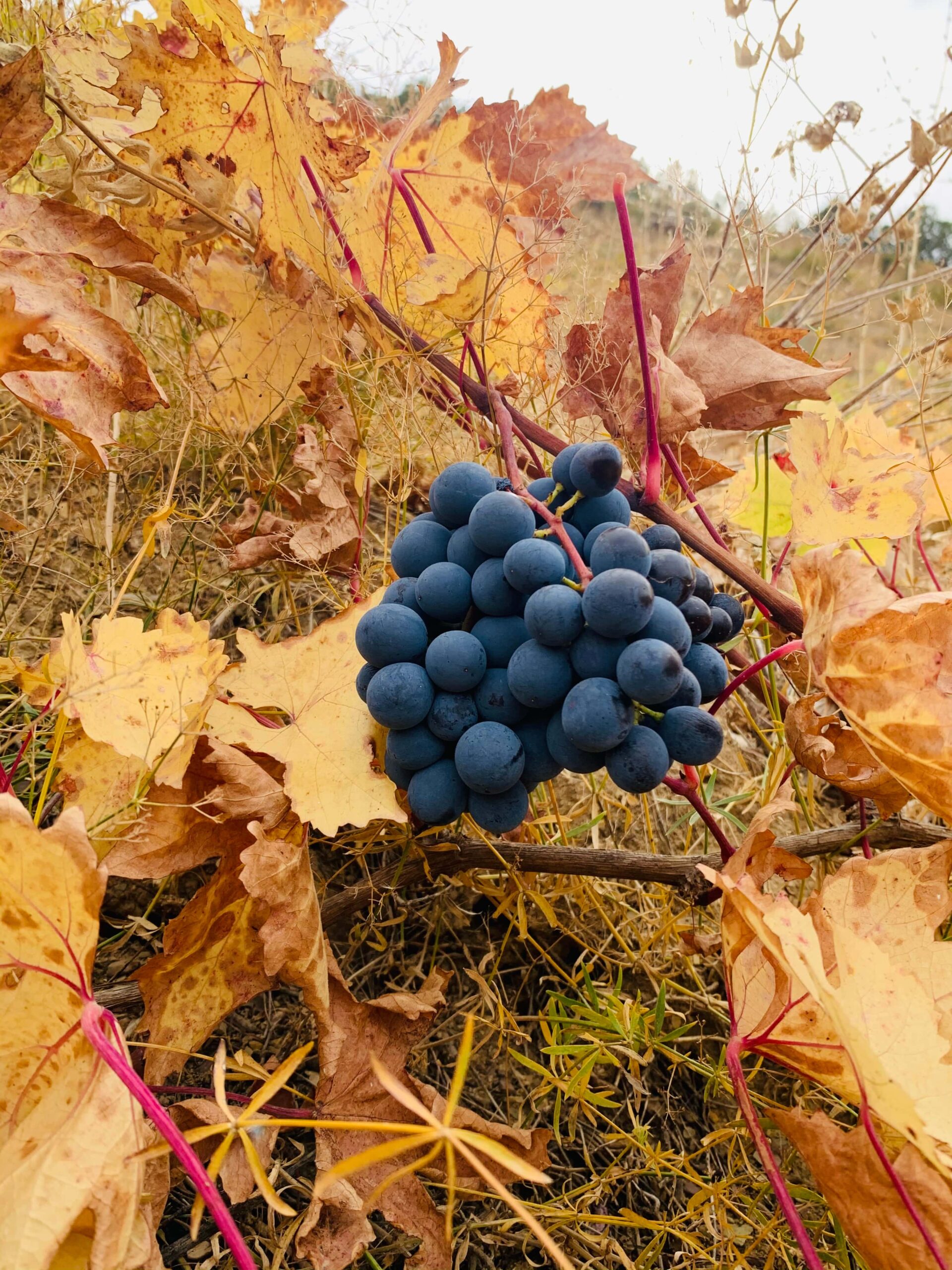 Midin’de 5000 Yıllık Bir İz