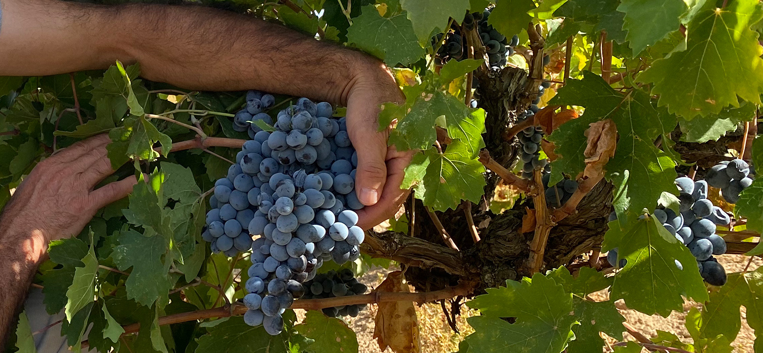 A 5,000-Year-Old Trace in Midin