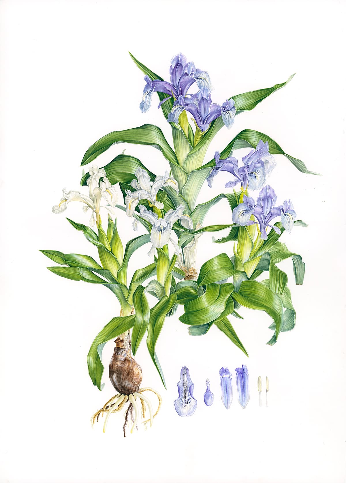 Hatırlamanın Yeşil Patikaları: Rooted: The Garden Within